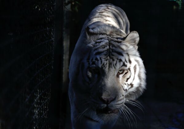 Белая бенгальская тигрица Тигрюля, родившая в ялтинском зоопарке Сказка трех тигрят