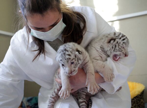 Сотрудница ялтинского зоопарка Сказка с белыми бенгальскими тигрятами, родившимися в зоопарке