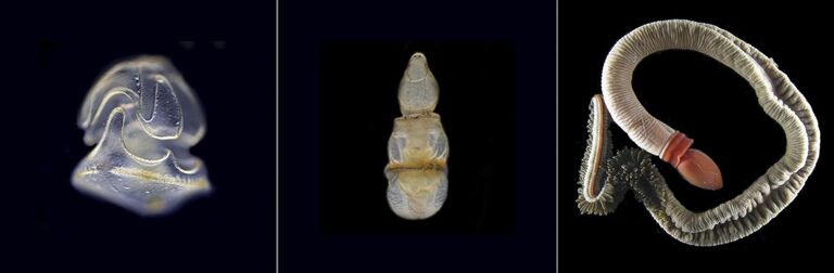 Стадии развития Schizocardium californicum