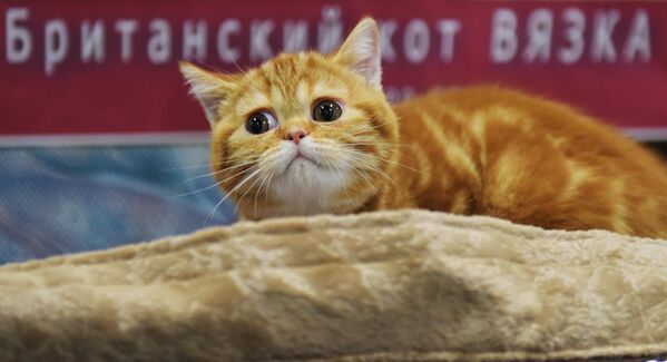 Кошка породы британская на выставке Зимний кубок Кот-Инфо в Москве