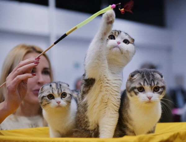 Кошки породы шотландская вислоухая на выставке Зимний кубок Кот-Инфо в Москве