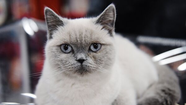 Кошка породы британская короткошерстная на выставке Зимний кубок Кот-Инфо в Москве