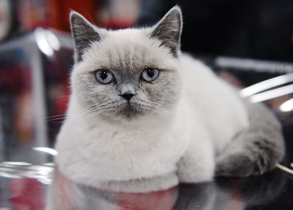 Кошка породы британская короткошерстная на выставке Зимний кубок Кот-Инфо в Москве