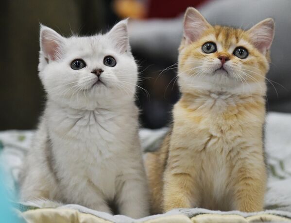 Кошки породы британская на выставке Зимний кубок Кот-Инфо в Москве