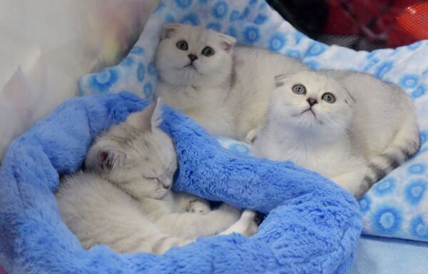 Кошки породы шотландская вислоухая на выставке Зимний кубок Кот-Инфо в Москве