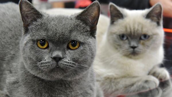 Кошки породы британская на выставке Зимний кубок Кот-Инфо в Москве