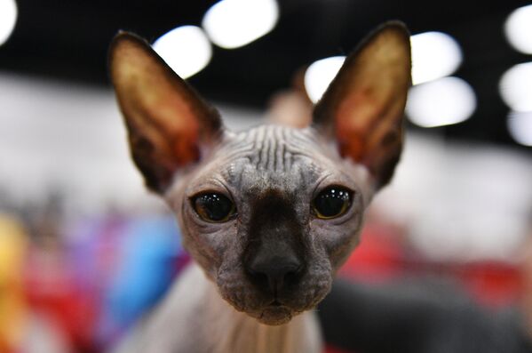 Кошка породы канадский сфинкс на выставке Зимний кубок Кот-Инфо в Москве