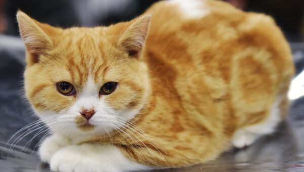 Кошка породы британская на выставке Зимний кубок Кот-Инфо в Москве
