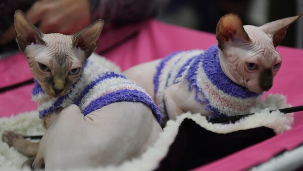 Кошки породы сфинкс на выставке Зимний кубок Кот-Инфо в Москве