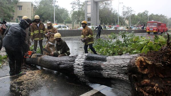 Поваленное ветром дерево в штате Ченнаи, Индия. 12 декабря 2016