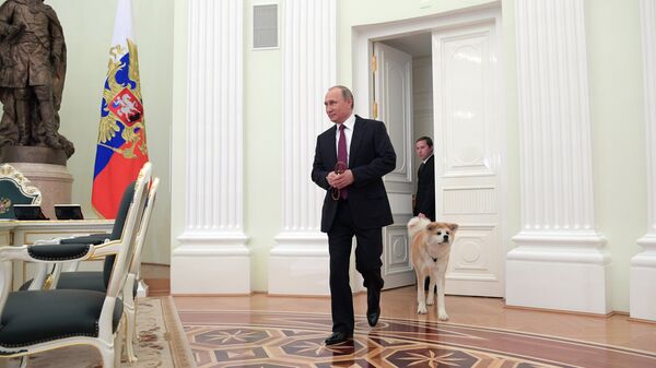 Президент РФ Владимир Путин с собакой Юмэ породы акита-ину перед началом интервью в Кремле телекомпании Ниппон и газете Иомиури. 7 декабря 2016