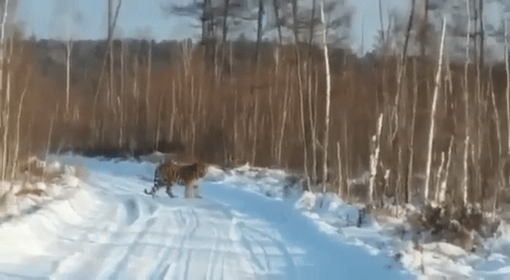 В Приморье очевидцы сняли на видео амурского тигра, вышедшего к людям