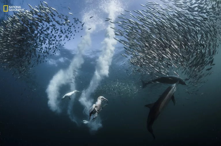 Работа фотографа G. Lecoeur Sardine Run для конкурса 2016 National Geographic Nature Photographer of the Year Работа фотографа G. Lecoeur Sardine Run для конкурса 2016 National Geographic Nature Photographer of the Year
