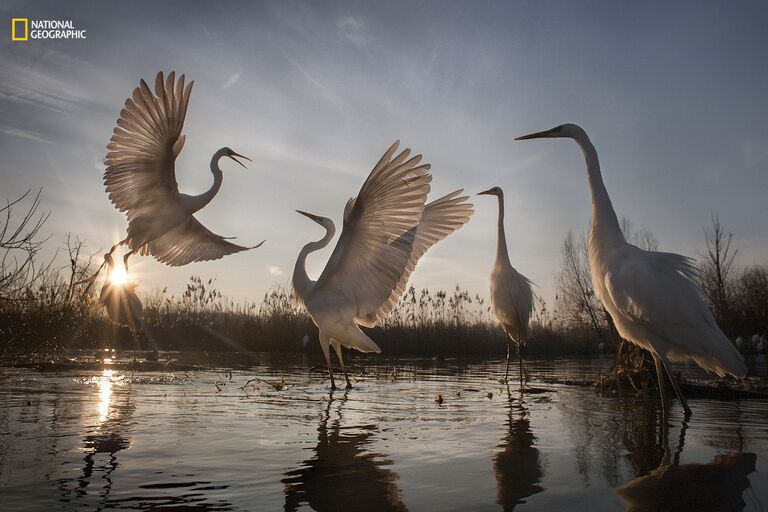 Работа фотографа Zsolt Kudich Changing Fortunes of the Great Egret для конкурса 2016 National Geographic Nature Photographer of the Year