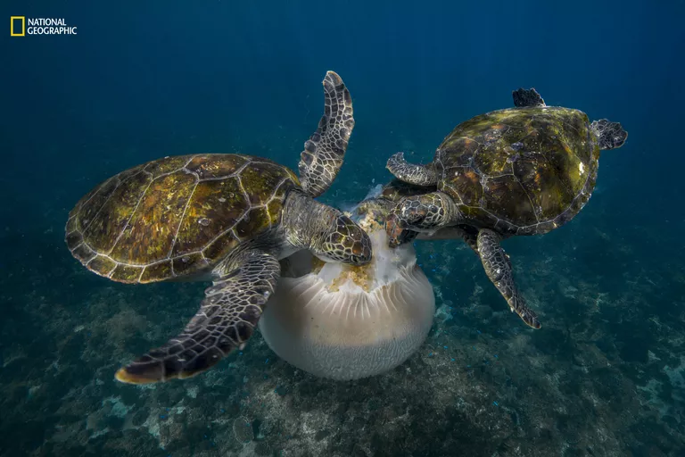 Работа фотографа Scott Portelli Jellyfish Feast для конкурса 2016 National Geographic Nature Photographer of the Year Работа фотографа Scott Portelli Jellyfish Feast для конкурса 2016 National Geographic Nature Photographer of the Year