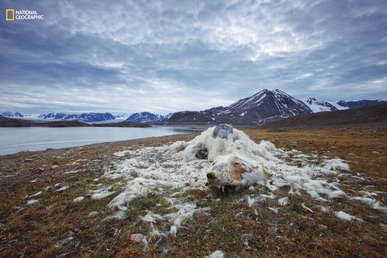 Работа фотографа Vadim Balakin Life and Death для конкурса 2016 National Geographic Nature Photographer of the Year