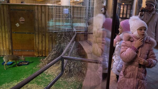 Посетители в павильоне Животные Африки Московского зоопарка. Детеныш мини-антилопы дикдик впервые появился на свет в Московском зоопарке