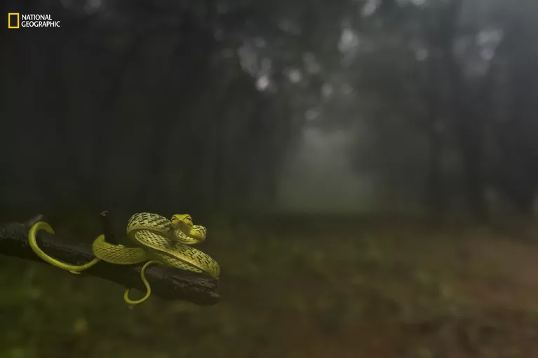 Работа фотографа Varun Aditya Dragging you deep into the woods! для конкурса 2016 National Geographic Nature Photographer of the Year Работа фотографа Varun Aditya Dragging you deep into the woods! для конкурса 2016 National Geographic Nature Photographer of the Year