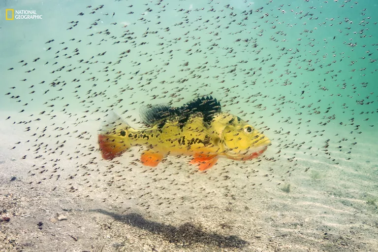 Работа фотографа Michael O'Neill Proud Momma для конкурса 2016 National Geographic Nature Photographer of the Year Работа фотографа Michael O'Neill Proud Momma для конкурса 2016 National Geographic Nature Photographer of the Year