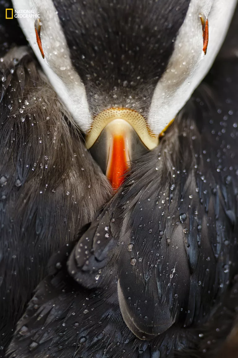 Работа фотографа Mario Suarez Porras Puffin studio для конкурса 2016 National Geographic Nature Photographer of the Year Работа фотографа Mario Suarez Porras Puffin studio для конкурса 2016 National Geographic Nature Photographer of the Year