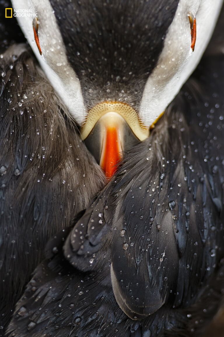 Работа фотографа Mario Suarez Porras Puffin studio для конкурса 2016 National Geographic Nature Photographer of the Year