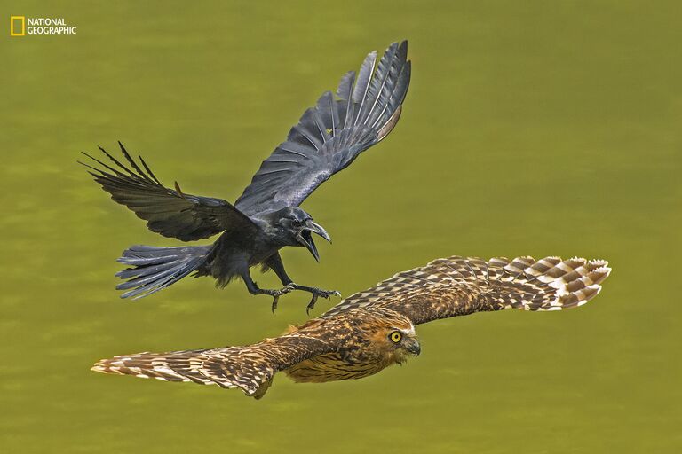 Работа фотографа Chia Boon oo Lawrence Crow chasing Puffy Owl для конкурса 2016 National Geographic Nature Photographer of the Year