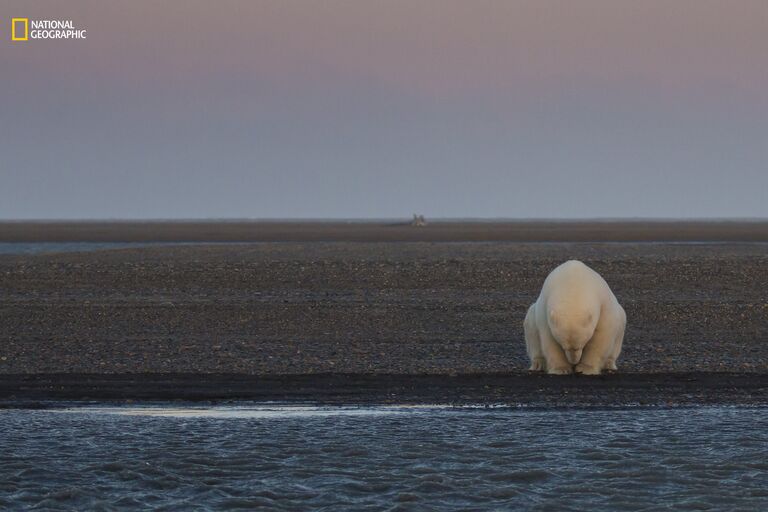 Работа фотографа Patty Waymire No Snow, No Ice? для конкурса 2016 National Geographic Nature Photographer of the Year