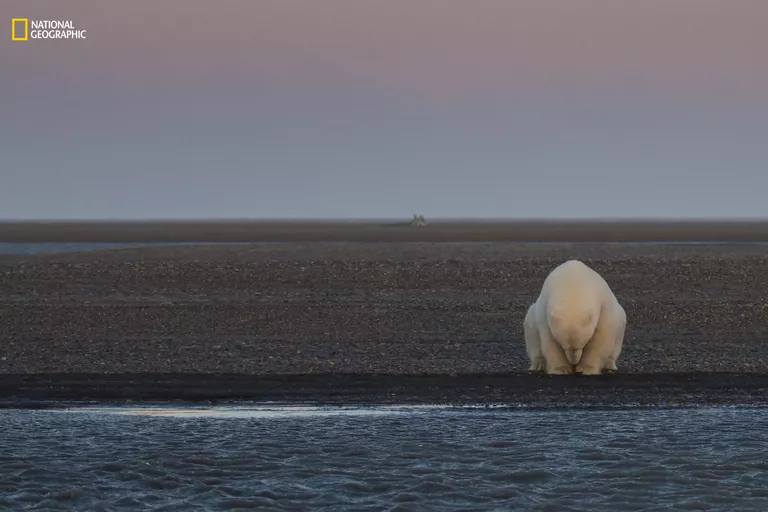 Работа фотографа Patty Waymire No Snow, No Ice? для конкурса 2016 National Geographic Nature Photographer of the Year Работа фотографа Patty Waymire No Snow, No Ice? для конкурса 2016 National Geographic Nature Photographer of the Year