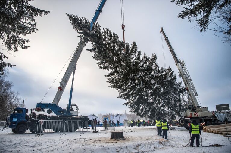 Подготовка к транспортировке главной новогодней ели России, срубленной на территории Истринского лесничества