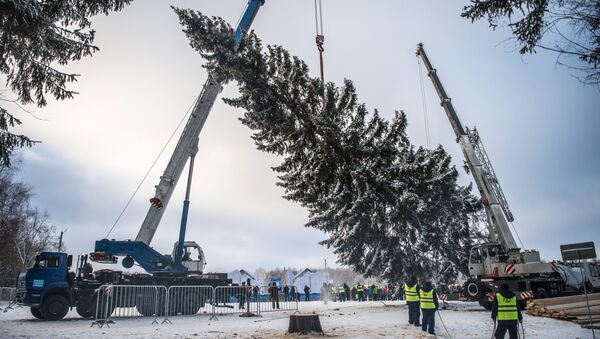 Подготовка к транспортировке главной новогодней ели России, срубленной на территории Истринского лесничества
