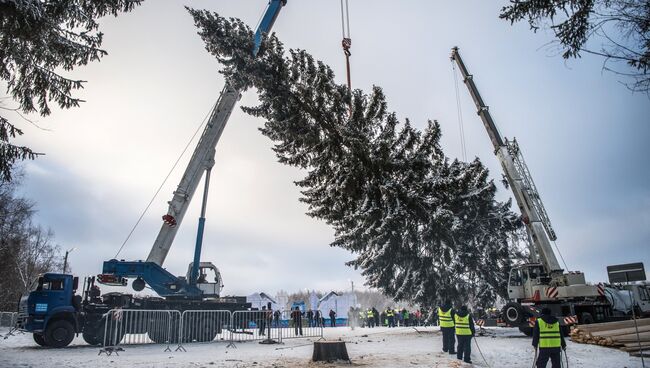 Подготовка к транспортировке главной новогодней ели России. Архивное фото