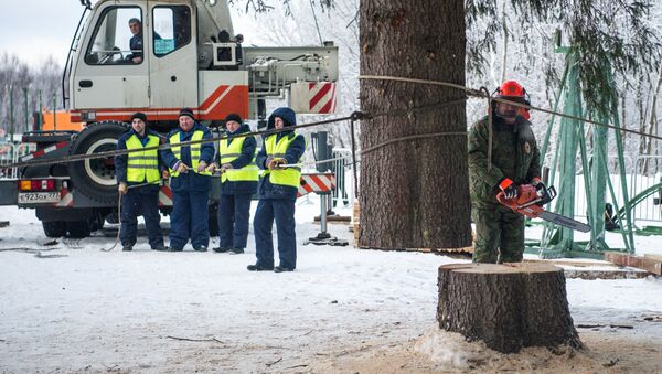Специалисты во время спиливания главной новогодней ели России на территории Истринского лесничества