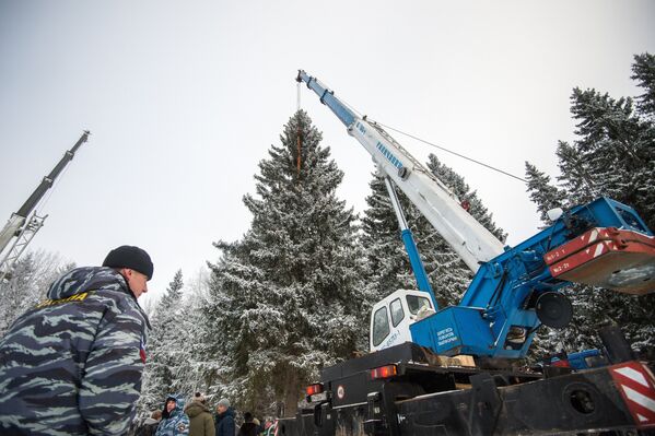 Подготовка к церемонии рубки и транспортировки главной новогодней ели России на территории Истринского лесничества
