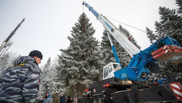 Подготовка к церемонии рубки и транспортировки главной новогодней ели России на территории Истринского лесничества