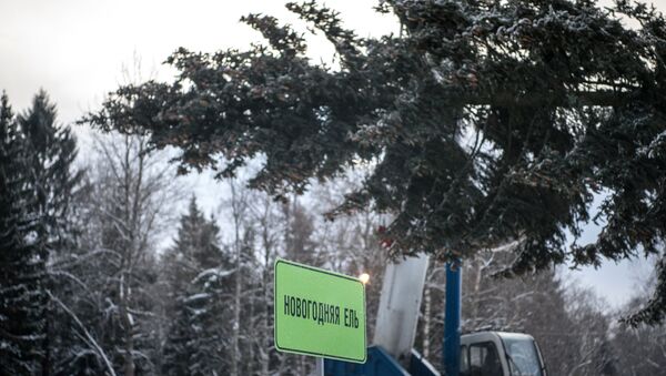 Подготовка к транспортировке главной новогодней ели России, срубленной на территории Истринского лесничества