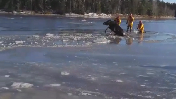 Канадские пожарные топорами прорубали путь провалившемуся под лед лосю