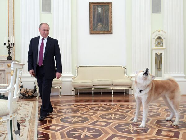 Президент РФ Владимир Путин с собакой Юмэ породы акита-ину перед началом интервью в Кремле телекомпании Ниппон и газете Иомиури
