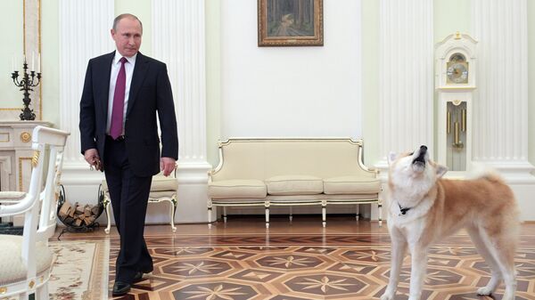 Президент России Владимир Путин с собакой Юмэ породы акита-ину перед началом интервью в Кремле телекомпании Ниппон и газете Иомиури