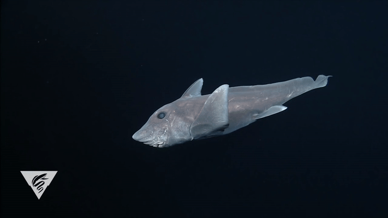 Ученые впервые засняли редкий вид глубоководных акул.