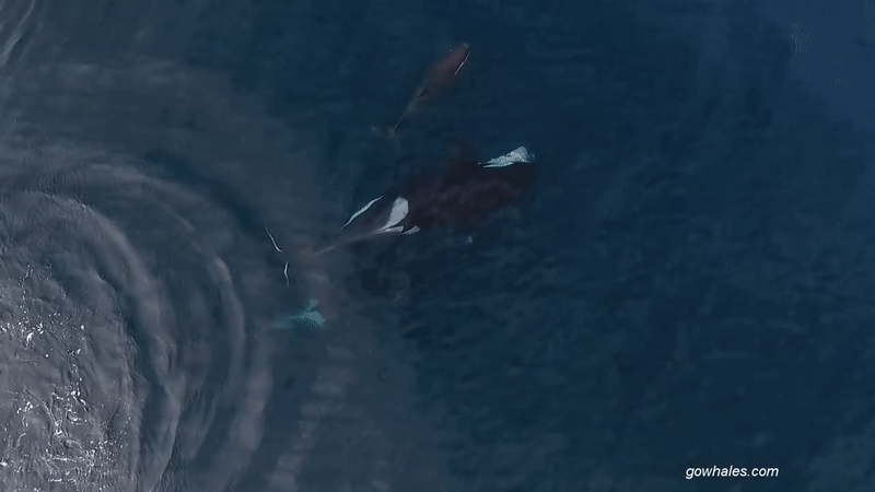 В США сняли на видео нападение косаток на акул