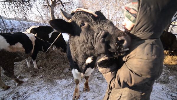 Подарки в день рождения для коров, или Как выглядит приют для скота в Казани