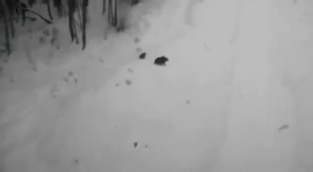 Медведица с медвежатами вышли на лыжную трассу в Сочи