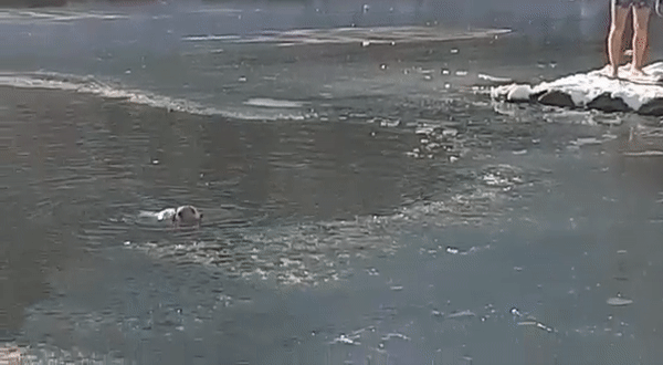 Крымчанин нырнул в ледяную воду ради спасения собаки
