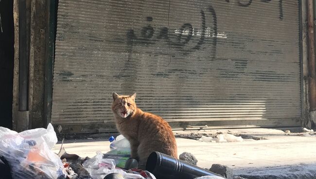 В освобожденных кварталах восточного Алеппо. Архивное фото