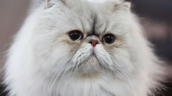 Кошка породы персидская. Архивное фото