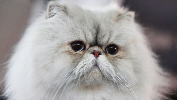 Кошка породы персидская. Архивное фото