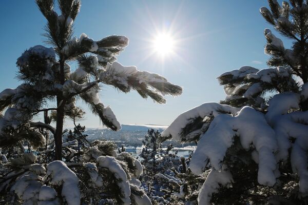 Снег на деревьях в лесу Симферопольского водохранилища