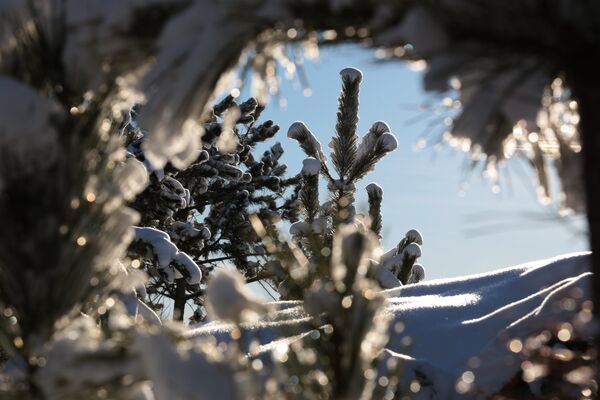 Снег на деревьях в лесу Симферопольского водохранилища