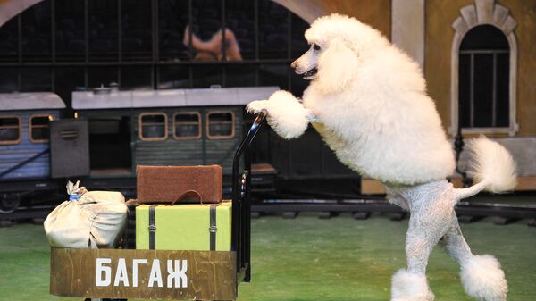 Пудель везет тележку во время репетиции представления в театре Уголок дедушки Дурова. Архивное фото