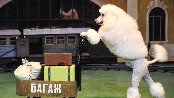 Пудель везет тележку во время репетиции представления в театре Уголок дедушки Дурова